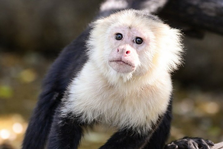 Private Sloth Watching & Exclusive River Safari Experience - Photo 1 of 25